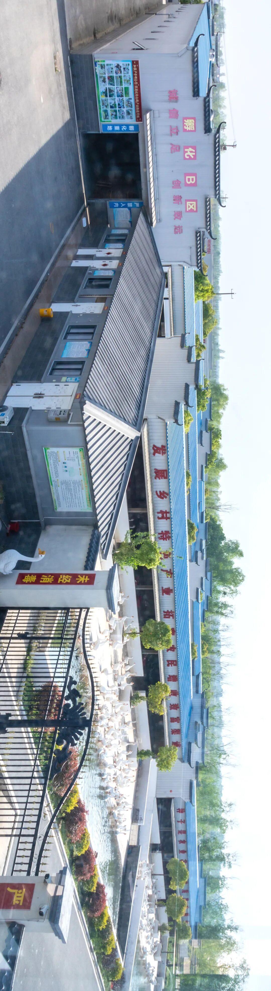 皖西沃土，宝藏鹅源！
探秘一只正宗皖西白鹅的全产业链发展之旅！