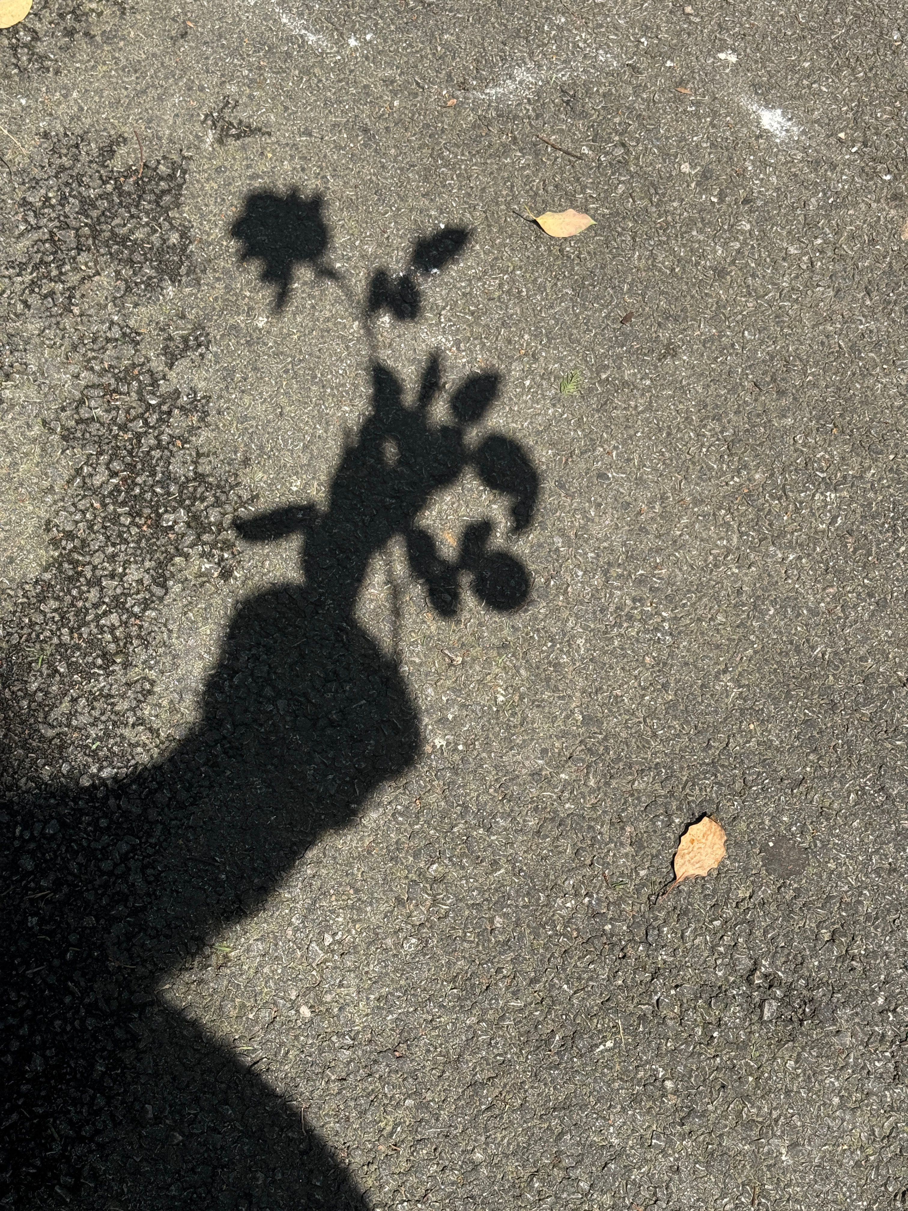 月季在去年地栽后开始疯长，查了资料，原来粉色的品种是银禧庆典，大花浓香型，味道是
