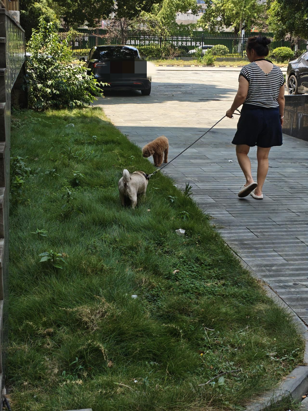 请做文明养狗人

这年头养狗的人有素质，邻里邻居各自尊重，大家各自安好。；但遇到
