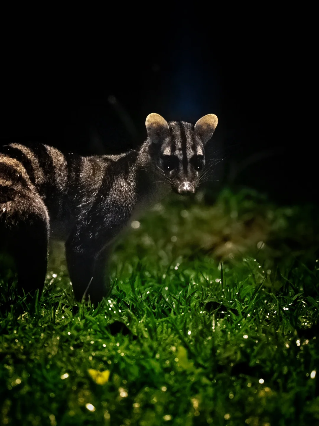 沙巴午夜精灵（中）
