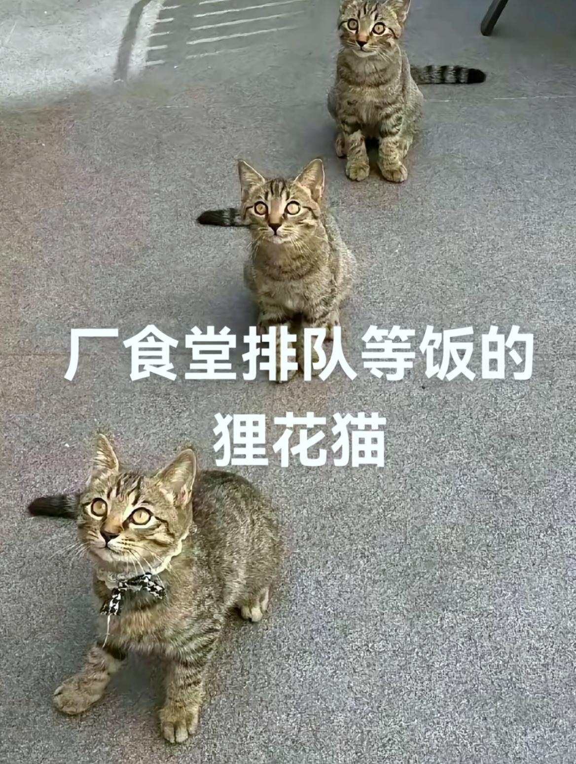 杭州西湖区一家包子铺火了，三只流浪猫每天六点准时蹲门口排队，老板掀笼屉先给它们掰