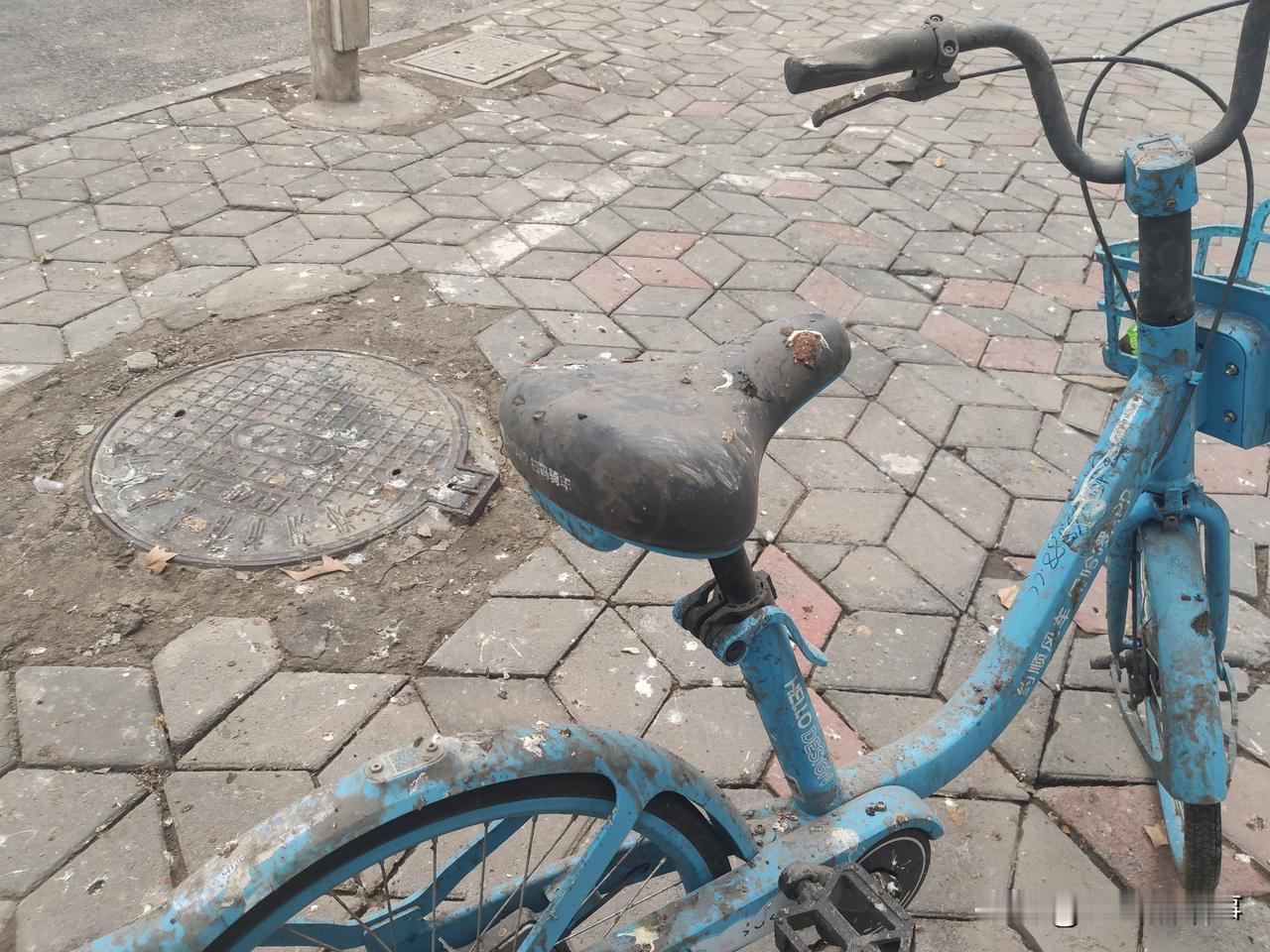 生活在郑州的人都知道，在金水区金水路上有一段路的行道树上每天晚上都会有成群的野鸟