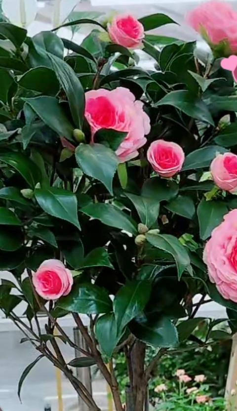 快讯！快讯！一对夫妇在赞比亚遇害
12月3日环球网消息，陕西安康50多岁的夫妻在