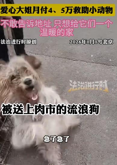 一位女子每月花费四五万救助流浪小动物的故事在网络上引发了广泛关注。这位女子叫玛丽