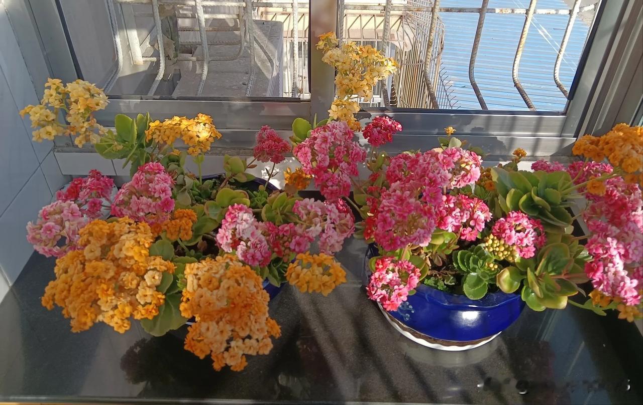 我家阳台上的长寿花。

迎着春天明媚的阳光，次第开放，已近一月有余。鲜活的花朵给