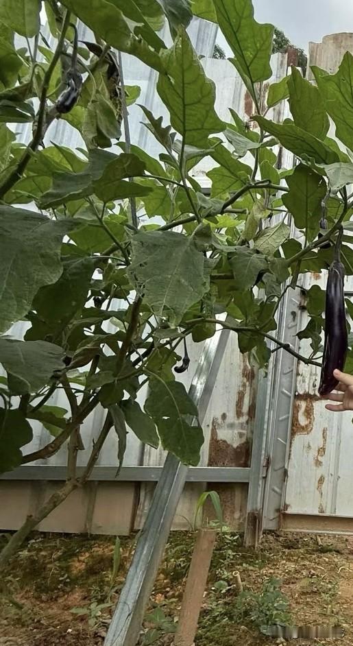 夏日生活打卡季自家栽种的茄子长势喜人，肥厚绿叶间垂挂着油亮紫茄，修长饱满泛着光泽