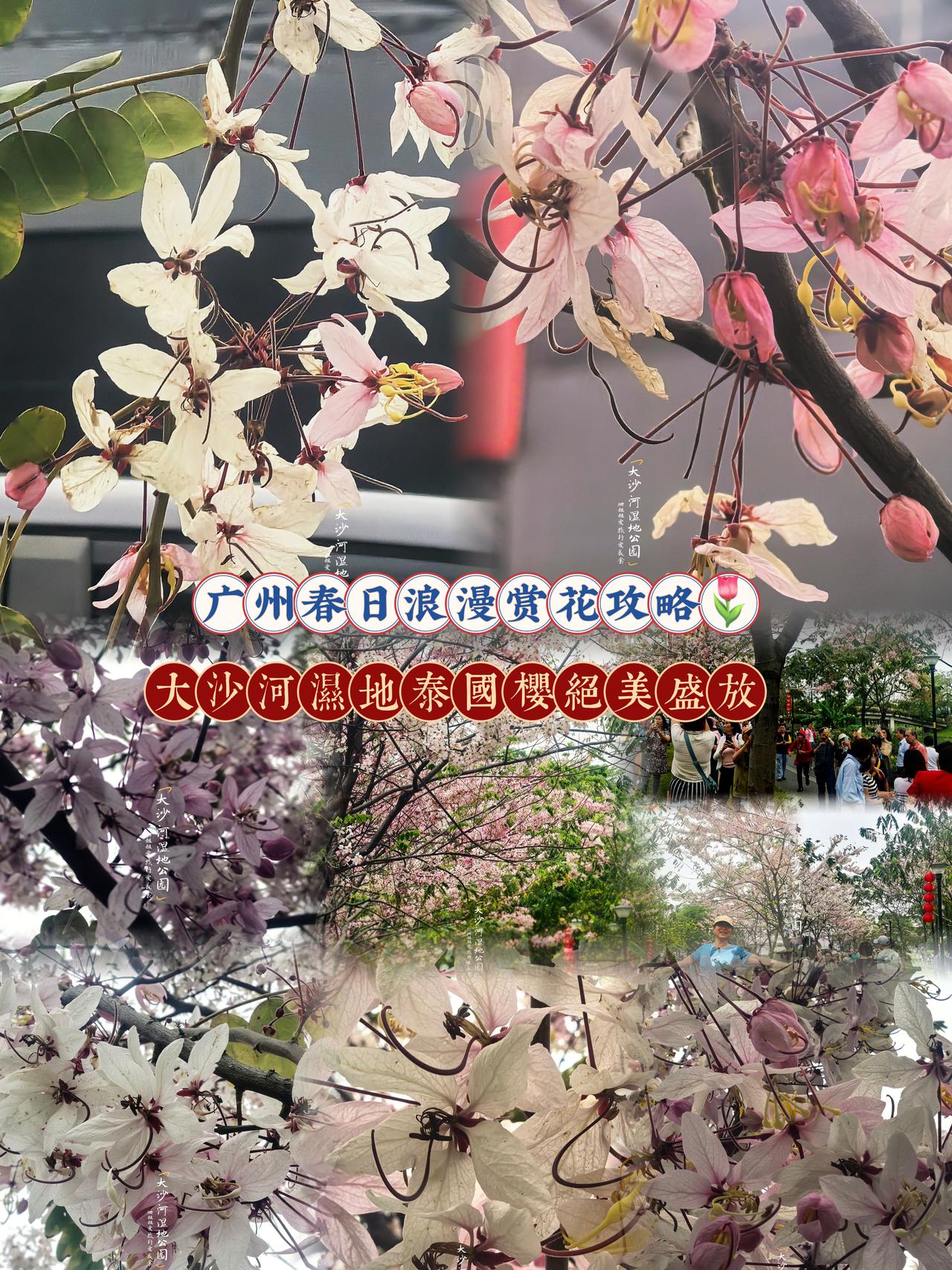 .这个春天，居然被我发现藏着一片粉色泰国樱花海💓
就在荔湾区大沙河湿地，就能邂