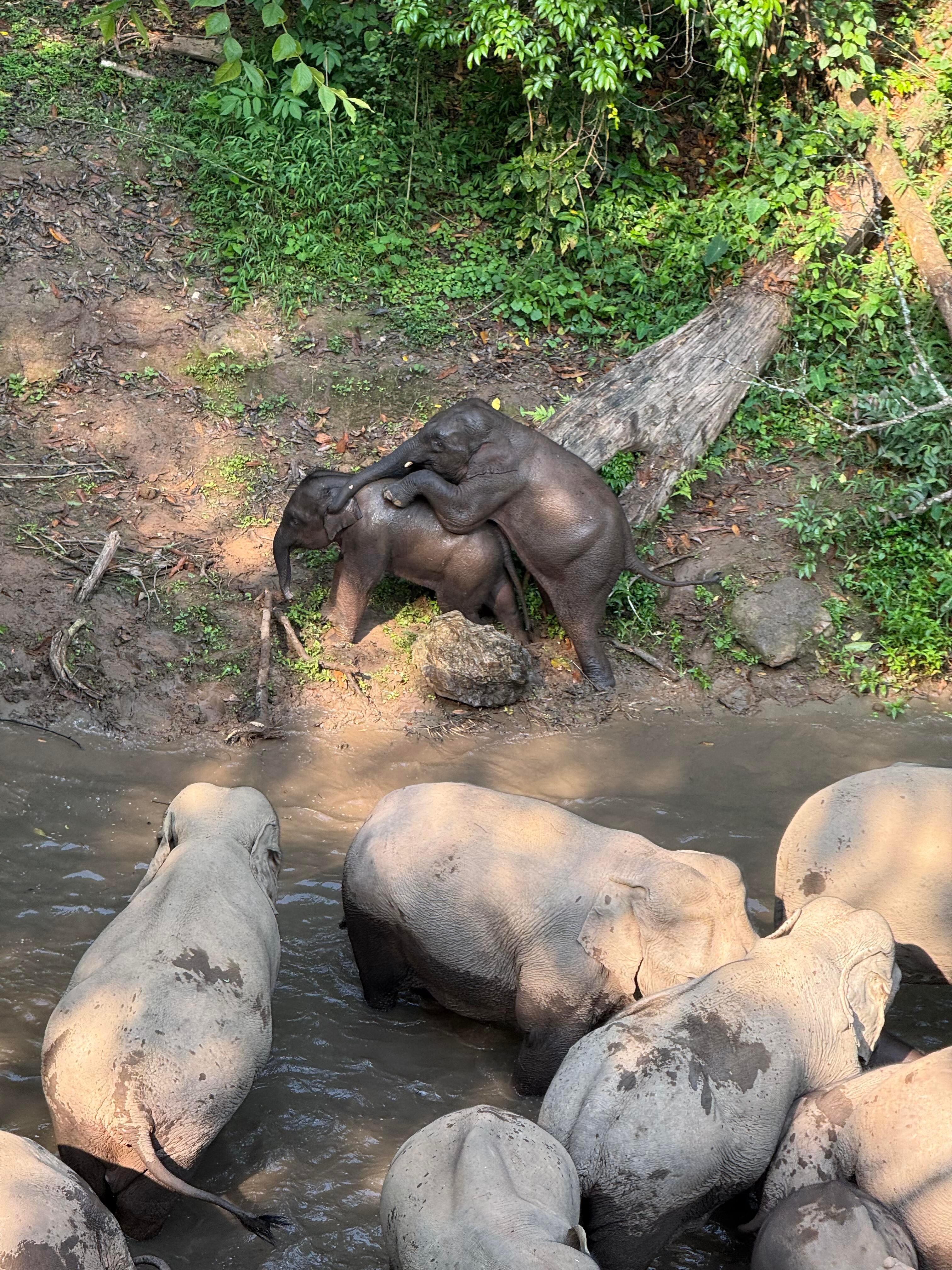 野象谷野象出没…🐘🐘🐘 景洪·野象谷