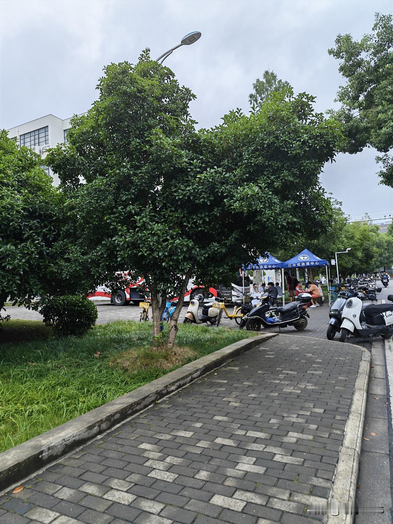 刚开学，红十字的无偿献血车就天天过来，风雨无阻，献血的孩子也不少，不知道家里的爹