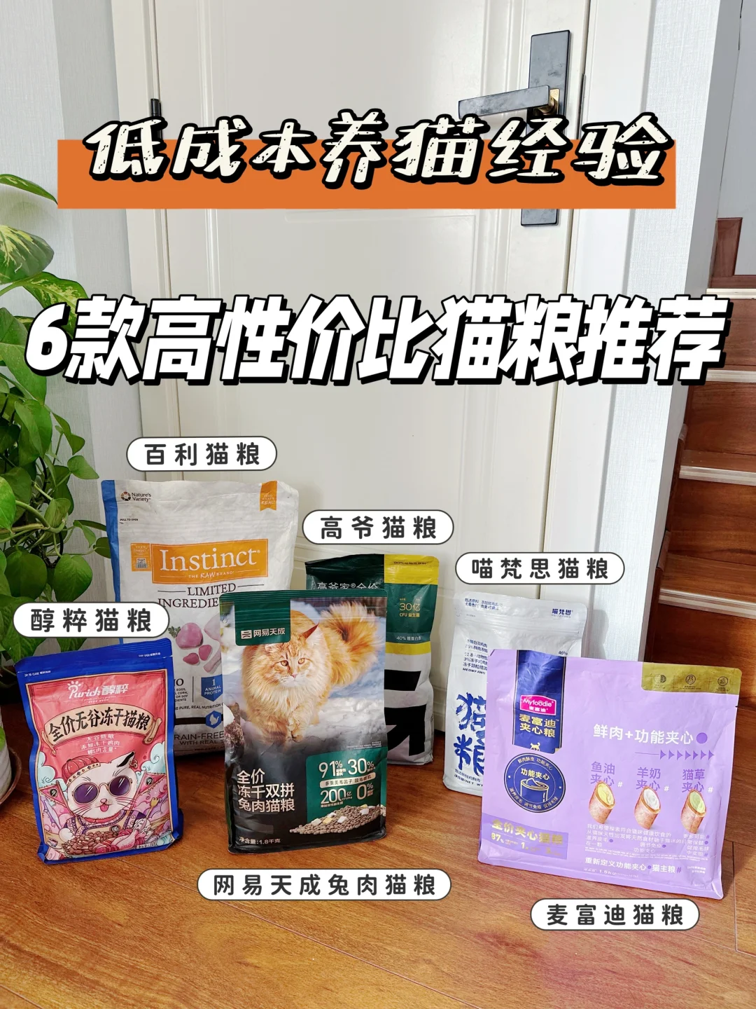 低成本养猫经验！六款高性价比猫粮推荐