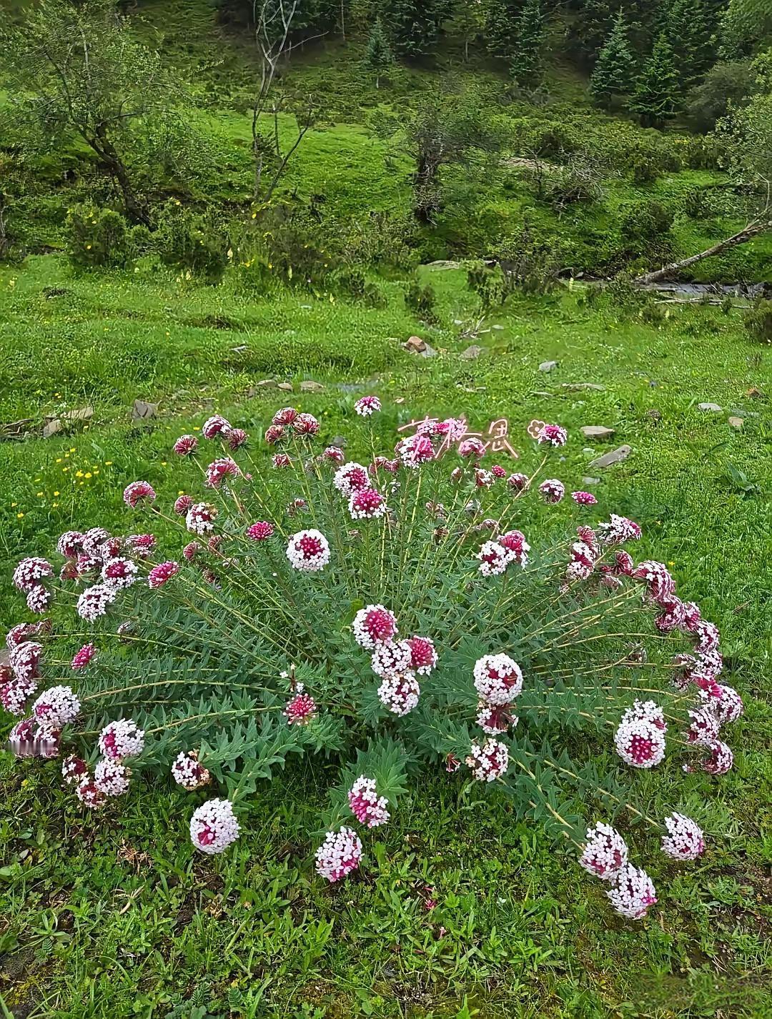 公园里的花这叫什么花