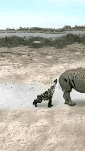 这头犀牛有内功，直接弹走这个鬣狗！
视频中，只见一只鬣狗走到犀牛的后面，正想如何
