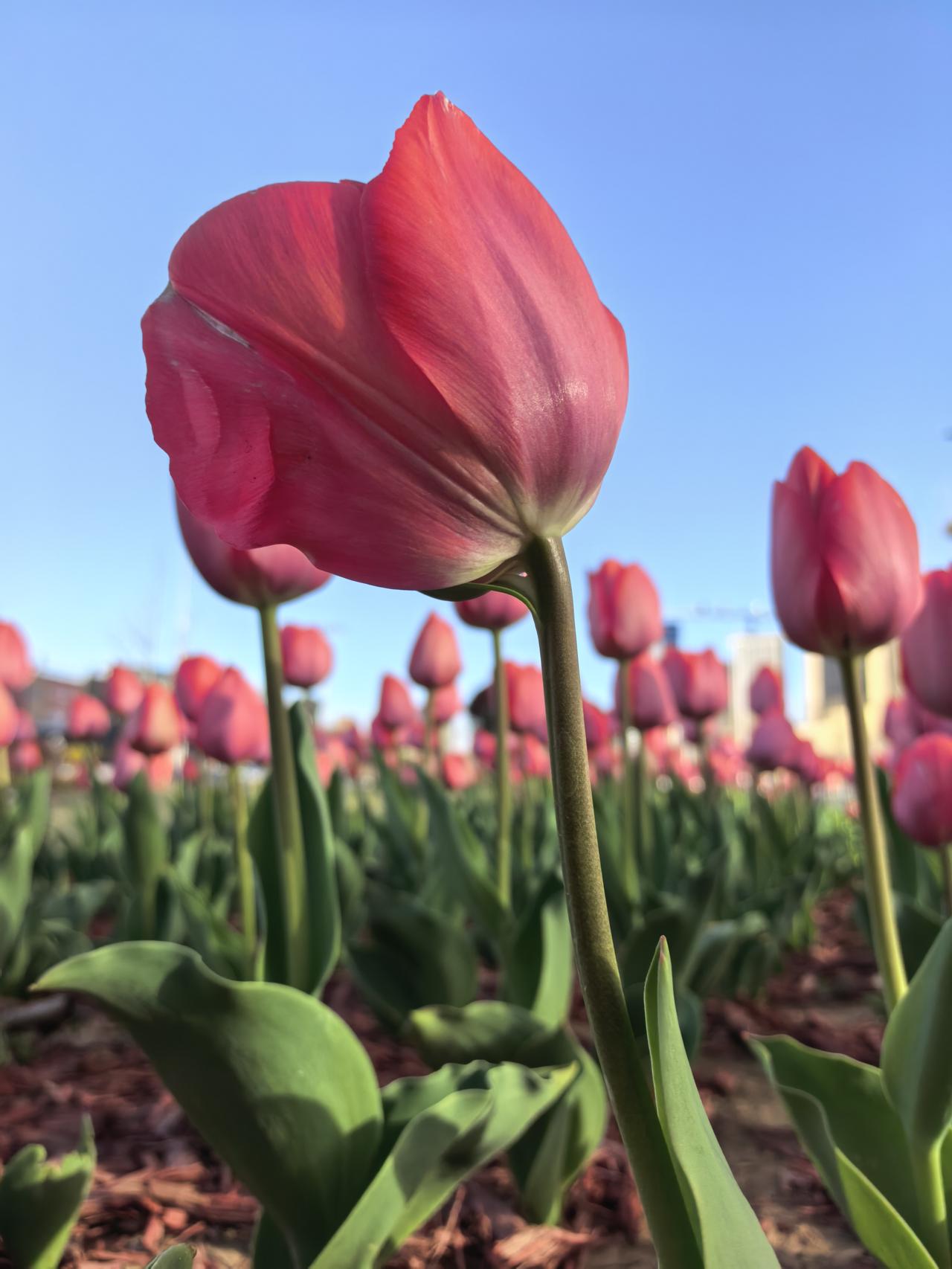 烟台市莱山区长安路上的郁金香。
今日傍晚摄。