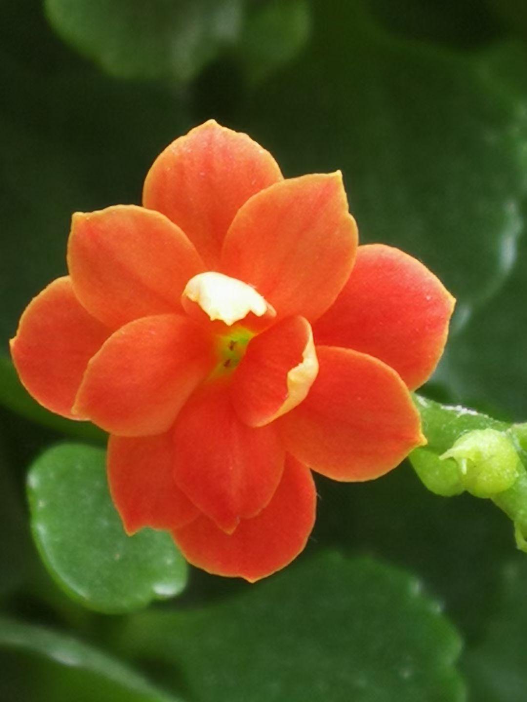 能晒下你家长寿花照片吗随手拍～