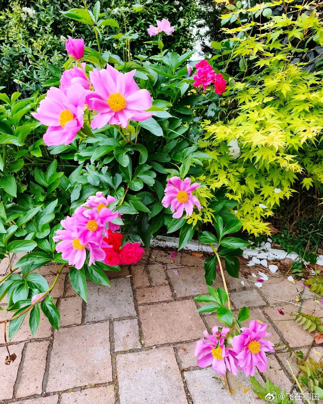 回来一看家里的花长疯了芍药