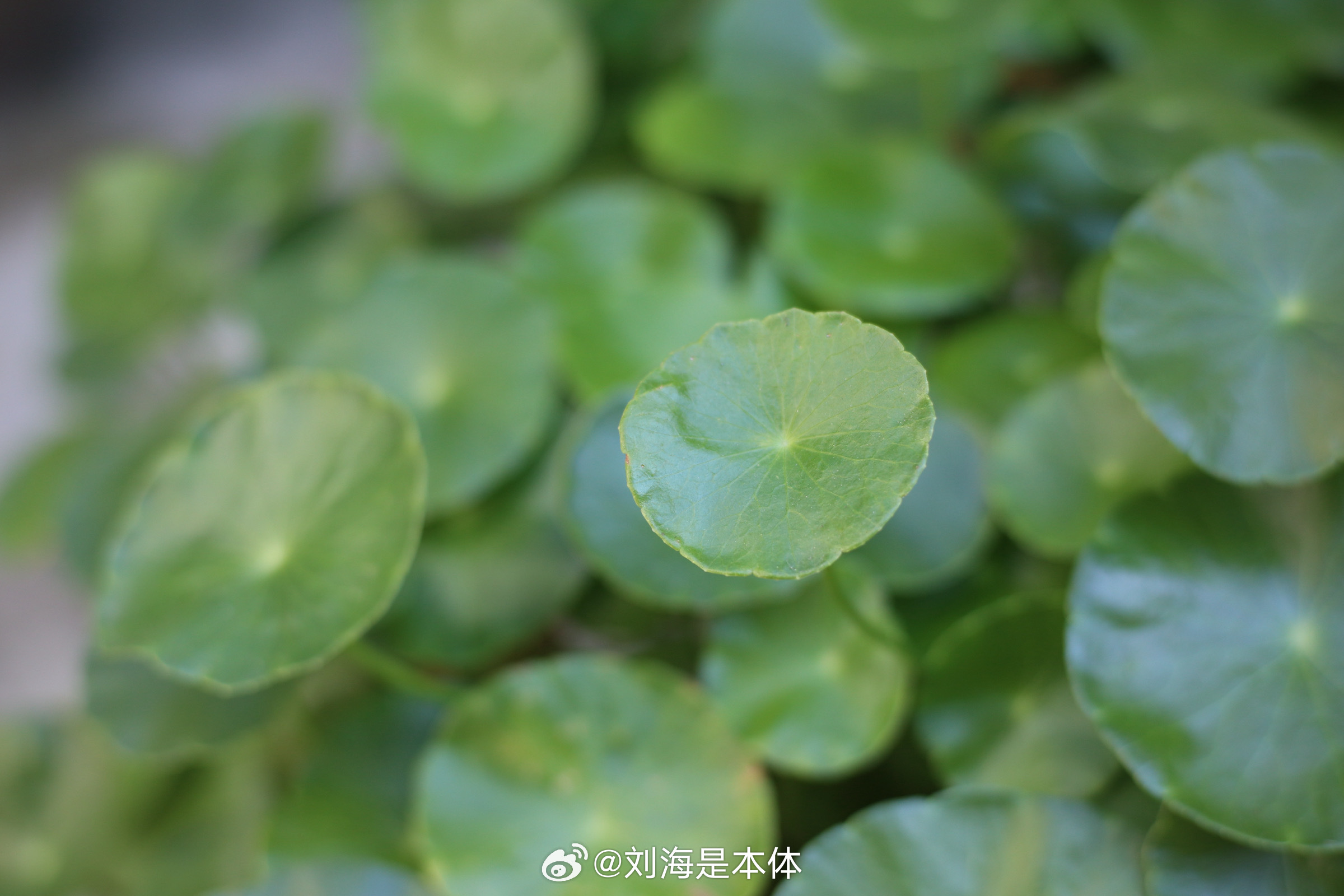 努力磨合新镜头我真的对不好这个焦了 家里没人给我拍我就拍我奶的小心肝们 ​​​
