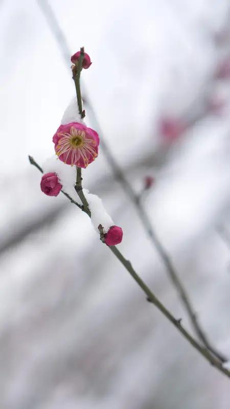 谷谷友记得，“梅花欢喜漫天雪”。即便没有雪，梅花也会自顾自地绽放，恰似那些遵循自