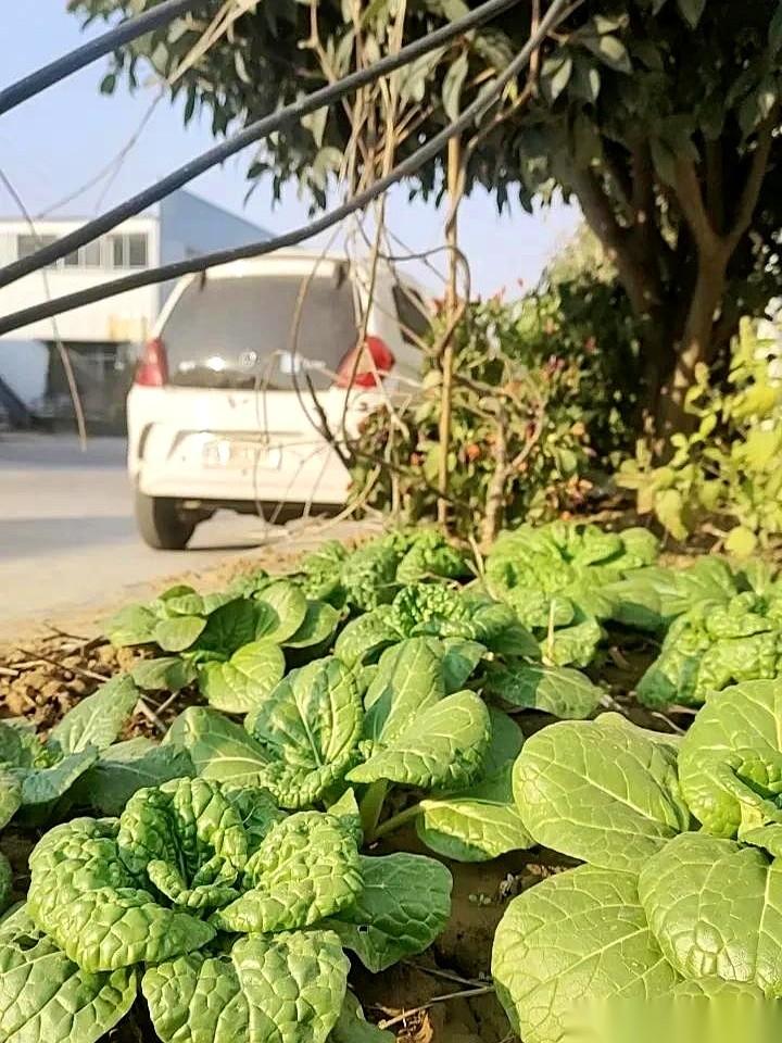 中午吃完饭，鬼使神差没直接上楼睡觉。
结果，一堵墙，让我听见了年度最佳剧本。
老