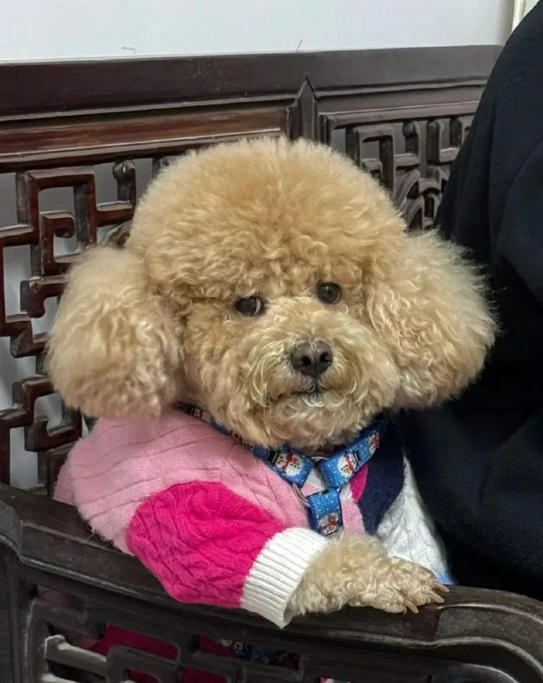 痴迷型依恋也会启动冷漠型防御，和回避型依恋不同的是，痴迷型依恋在冷漠端...