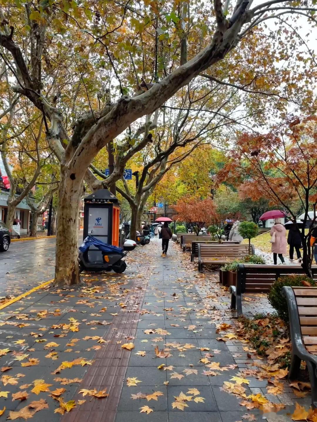 这才是上海的秋天！ 一场冷雨猝不及防降温，原来这才是秋天标配啊！湿答答的天气，雨