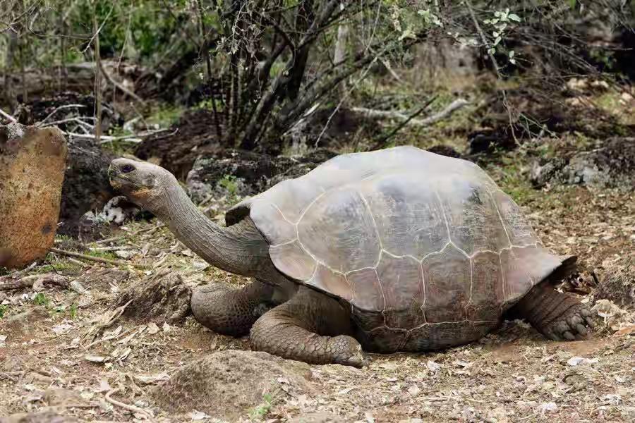 陆龟（动物们198）

陆龟即陆龟属爬行动物，是龟鳖目陆龟科下的一属。陆龟属的物