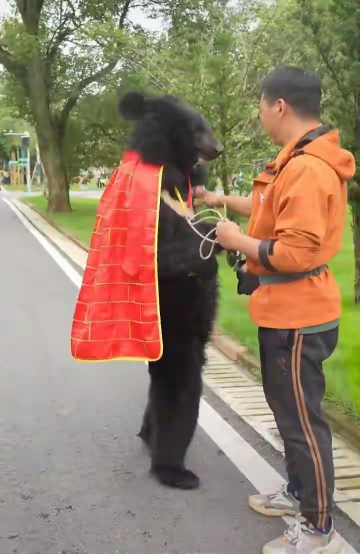 安徽一野生动物园这黑熊披袈裟溜达，被怀疑是人扮的，真挺逗。不过园方也证实了是真熊