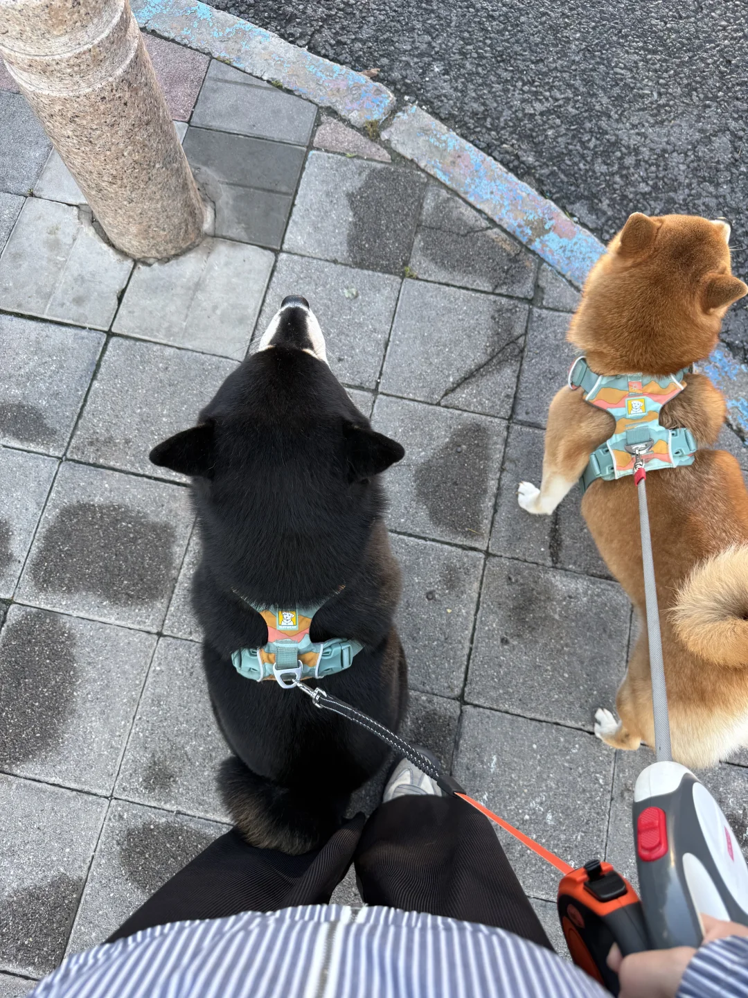 体重和它的心态一样，稳如泰山