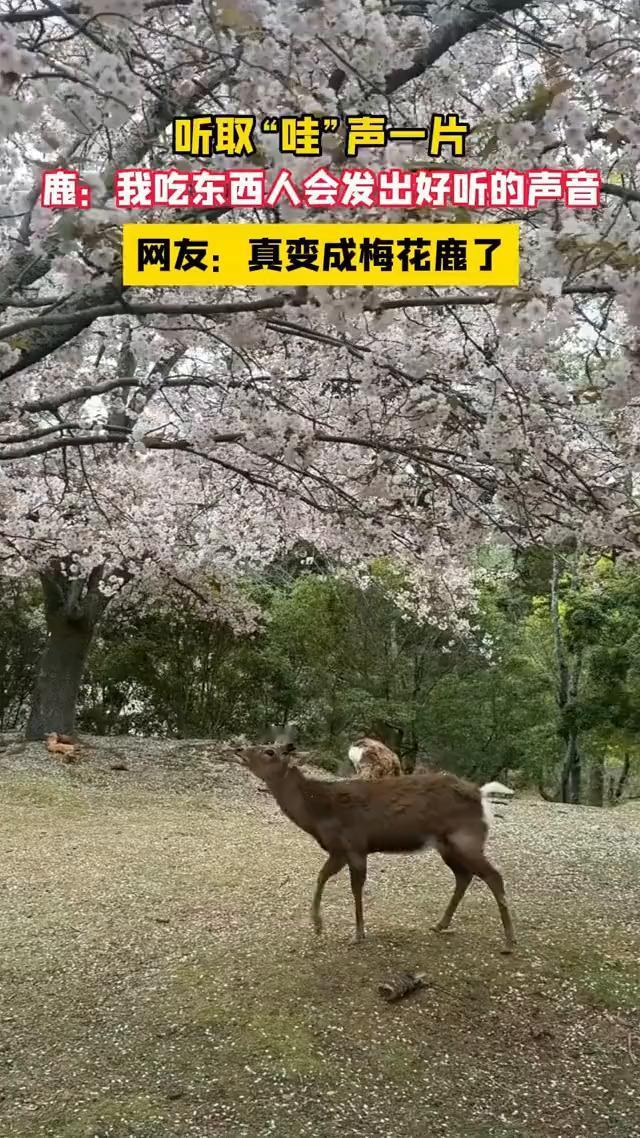 听取"哇"声一片。鹿：我吃东西人会发出好听的声音。网友：真变成梅花鹿了。