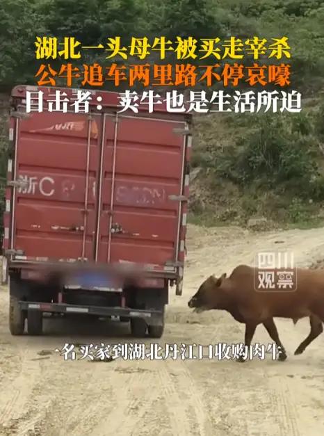 完整榜单

母牛被买走宰杀，公牛追车两里路——这是一幕令人心碎的画面，更是一场关