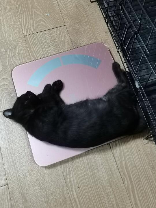 小猫是时间的具象化