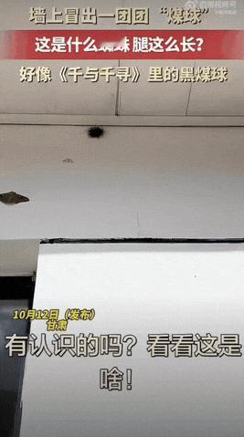 甘肃一户人家墙上，凭空冒出一团团黑乎乎的东西，第一眼还以为是墙面污渍或者掉落的煤