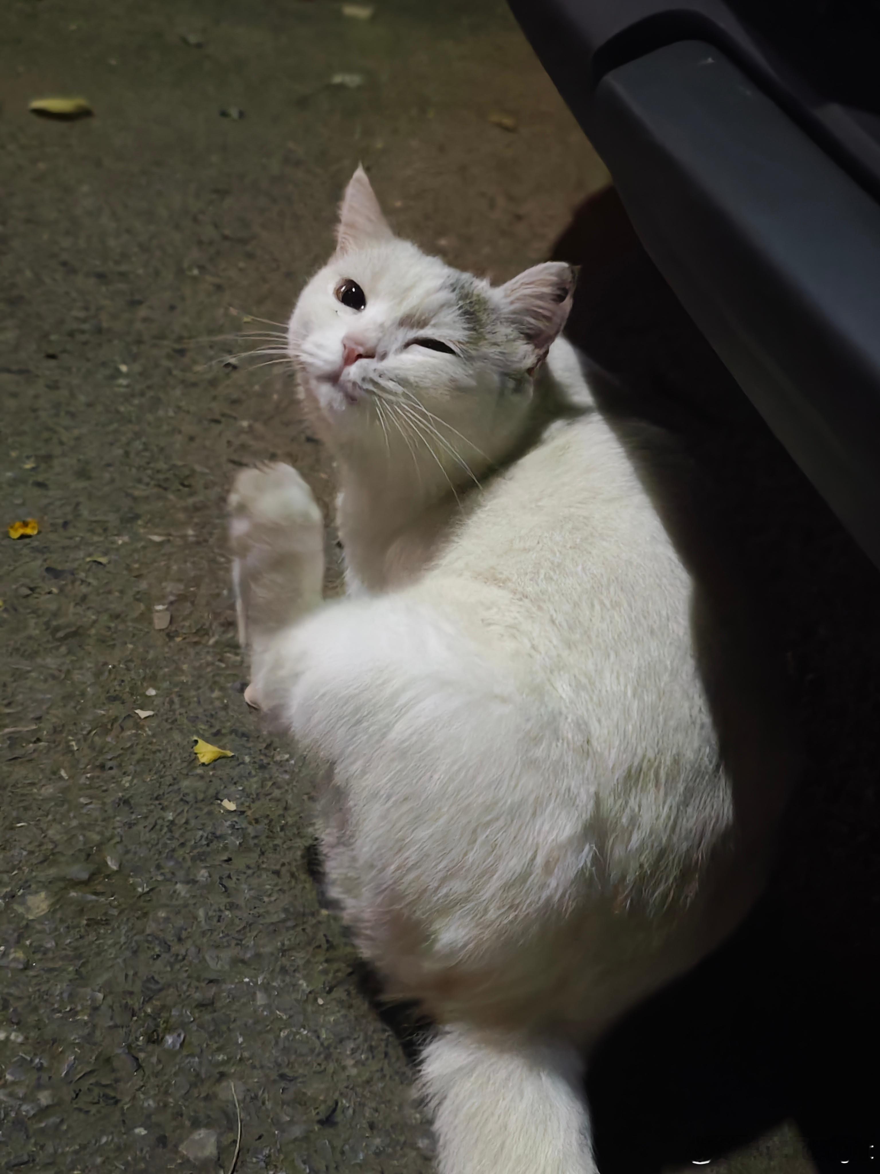 谁家小猫走丢了，特别亲人。跟我走了一路，买了点吃的给它。一看就是家养的，拿爪子扒