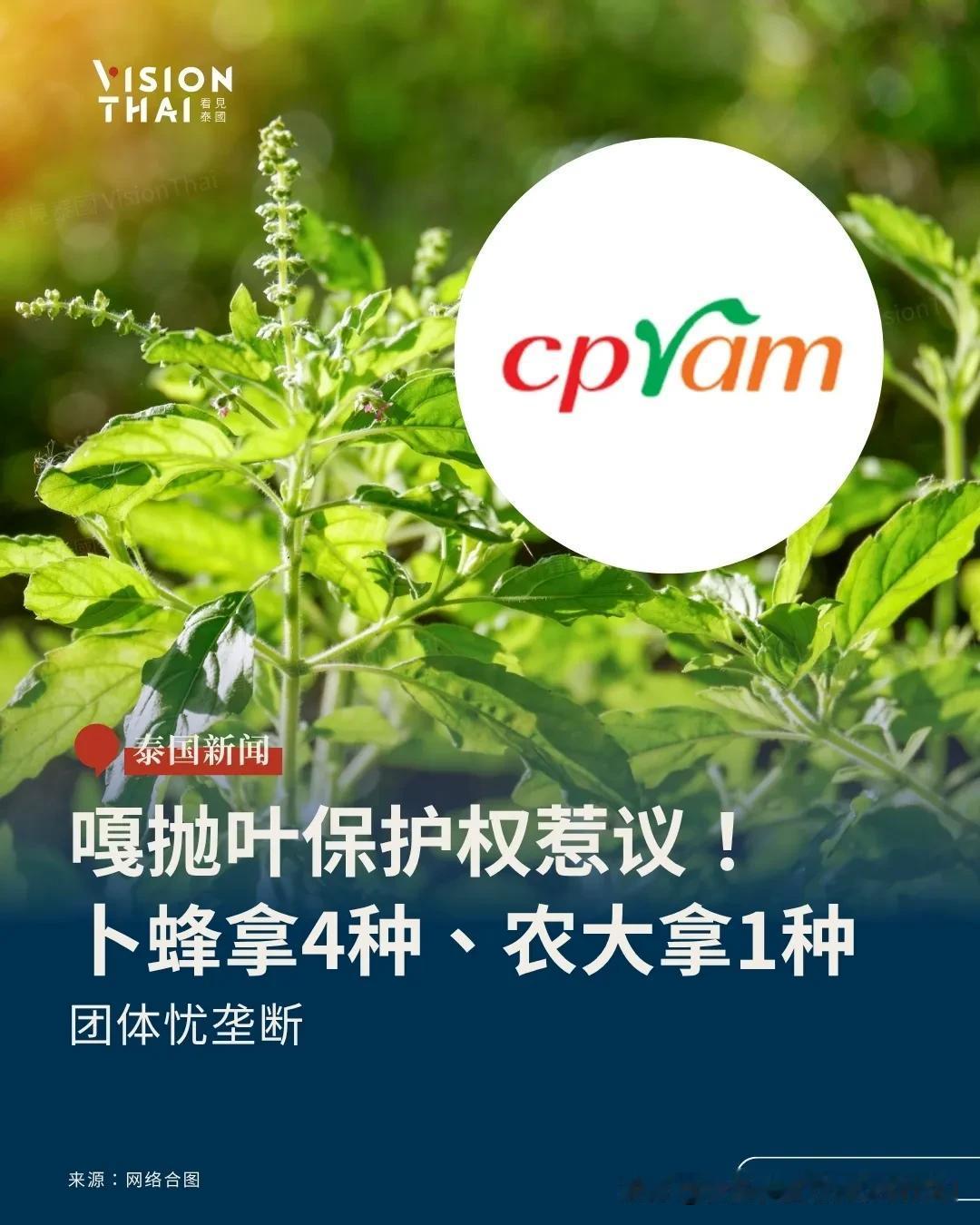 【“嘎抛叶”被卜蜂拿到保护权？泰农业部长：在家种、煮来吃都没事 团体忧垄断】
嘎