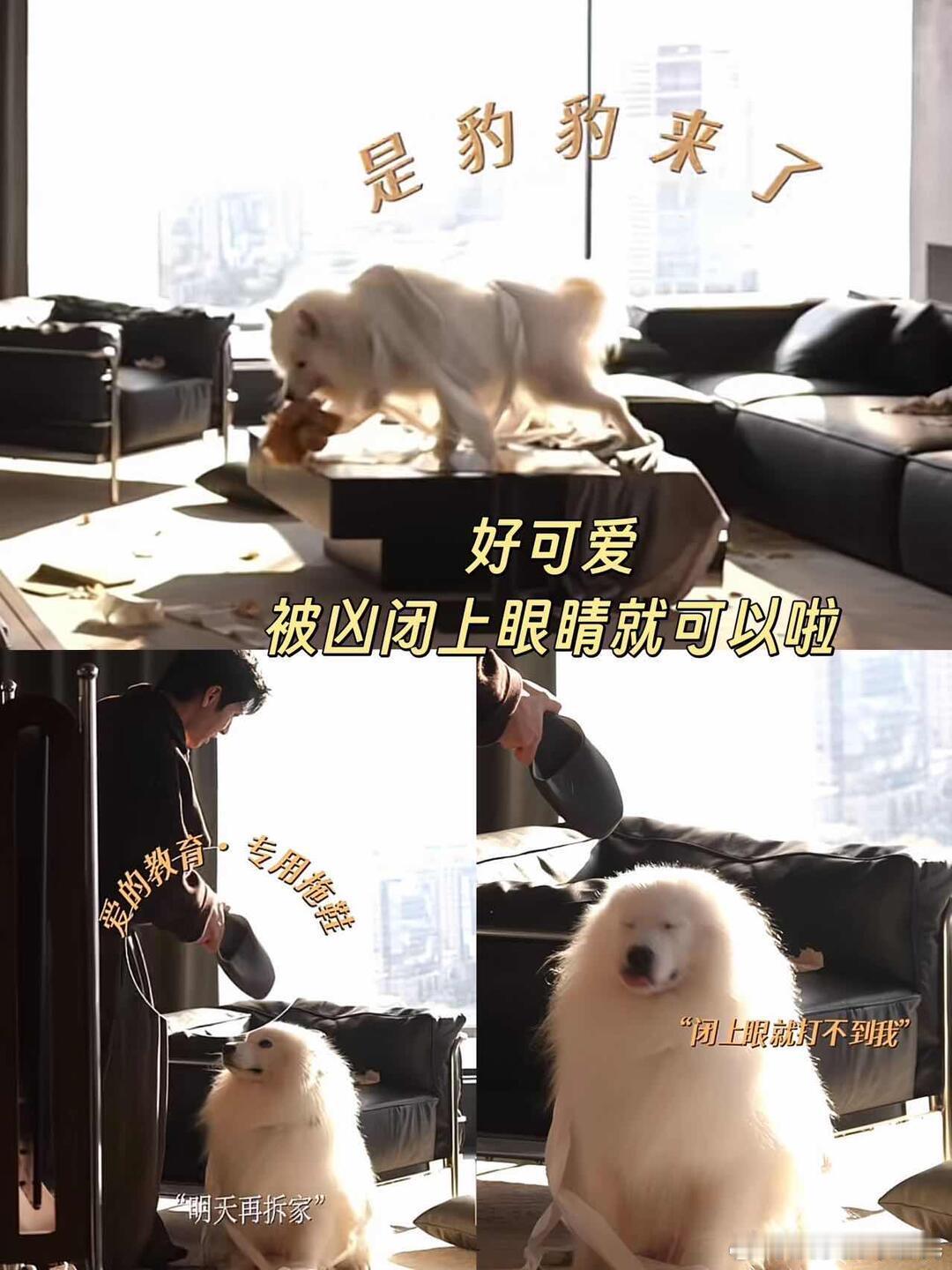井柏然孙千现场抢狗早春晴朗 井柏然平时看着那么拽拽的，怎么一看到小狗就秒变三岁小