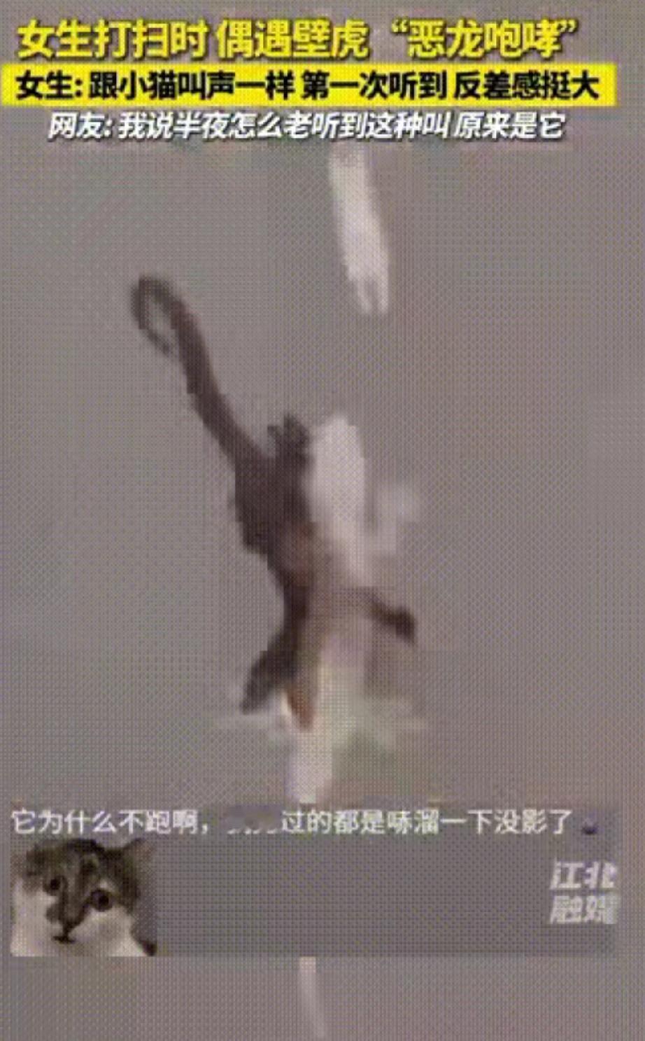 河南一名女子在家里打扫时，发现墙上有一只壁虎🦎，她不想伤害壁虎，于是用扫把碰了