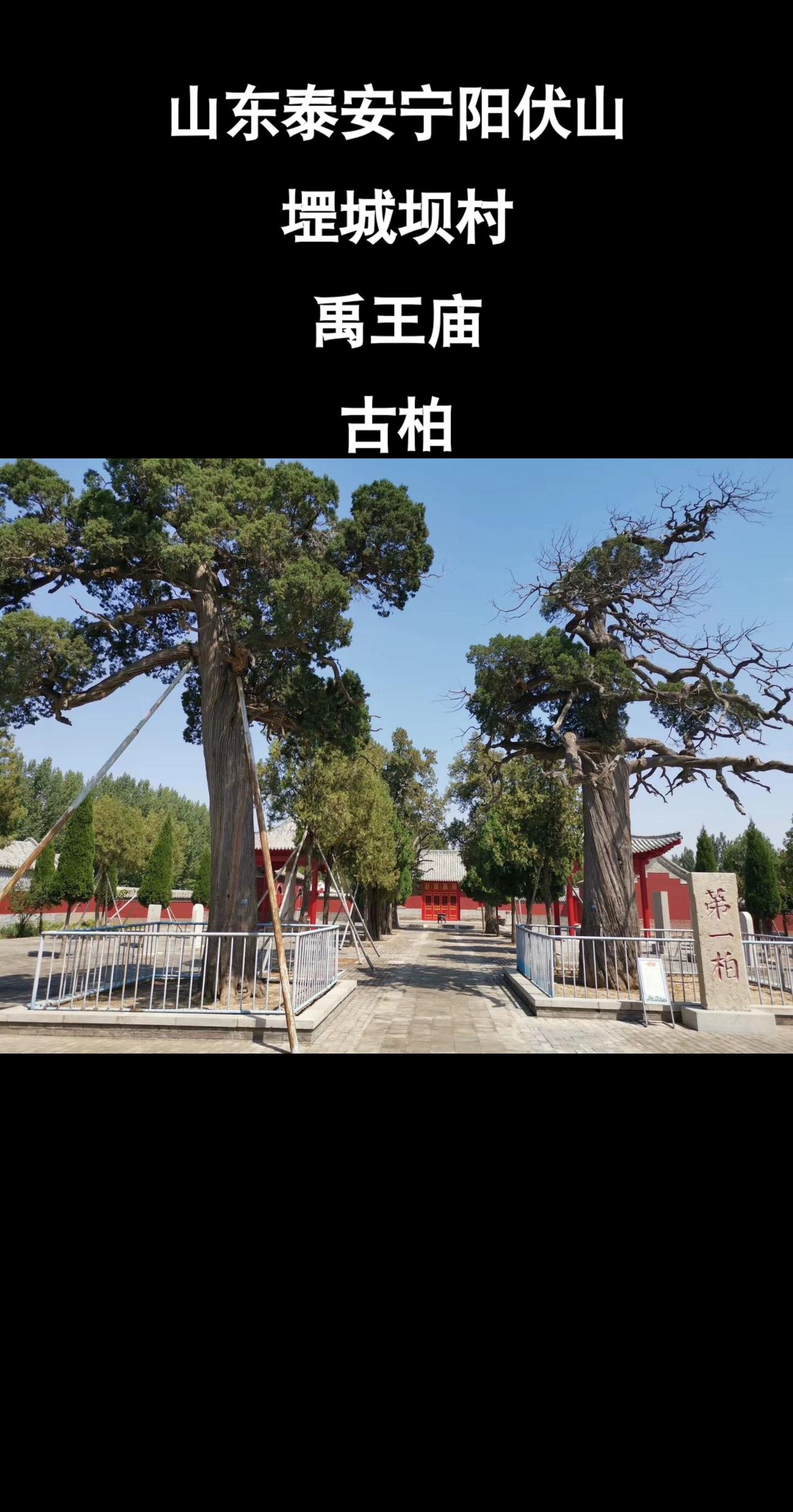 翻看手机朋友圈，发现了五年前拍摄的伏山堽城坝禹王庙的几张古柏的照片，现在看来，岁