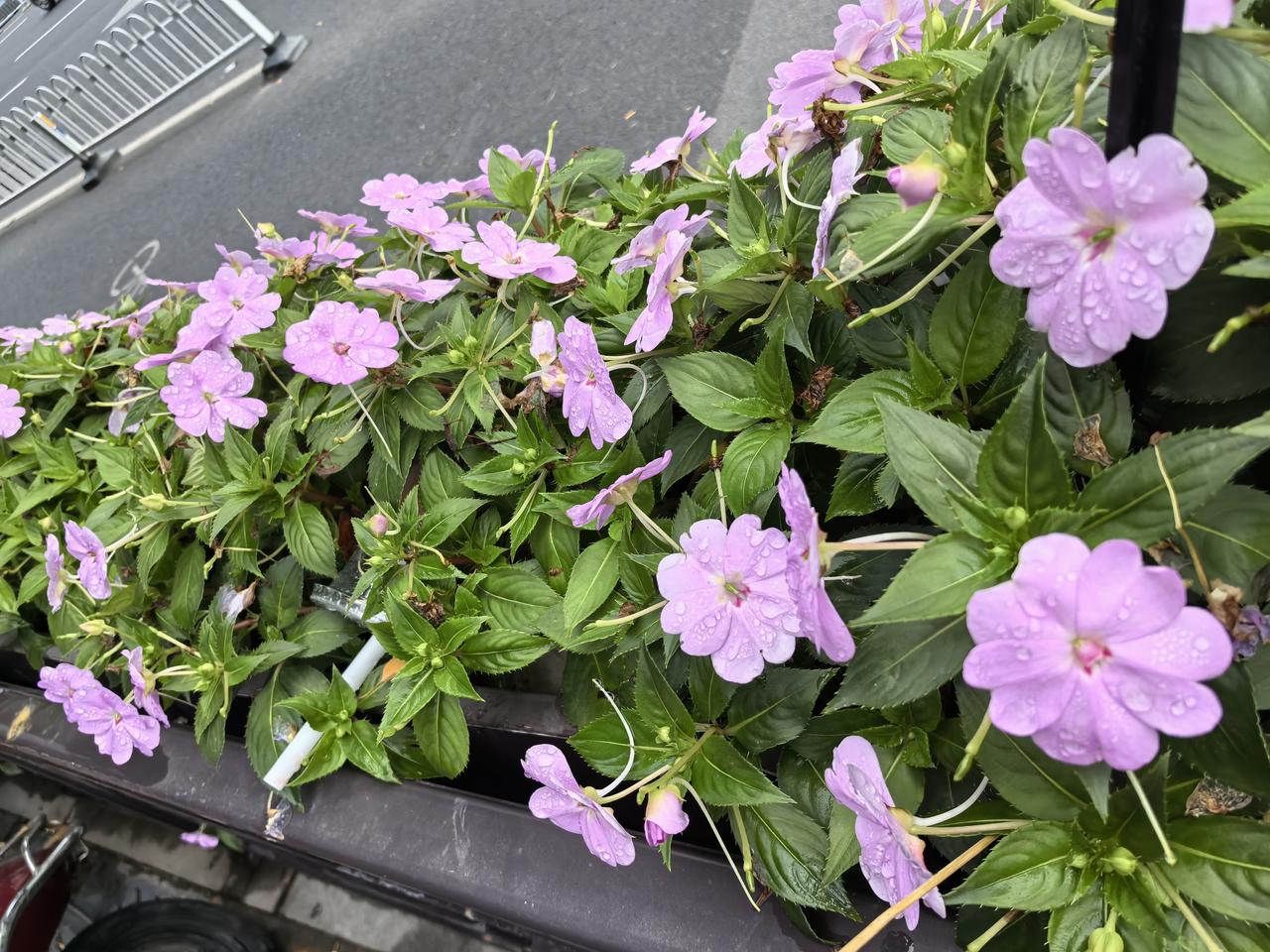 我的今日状态：🥲强颜欢笑
我这里的天气：🌧下雨
今日立冬了，
风里开始有了冬