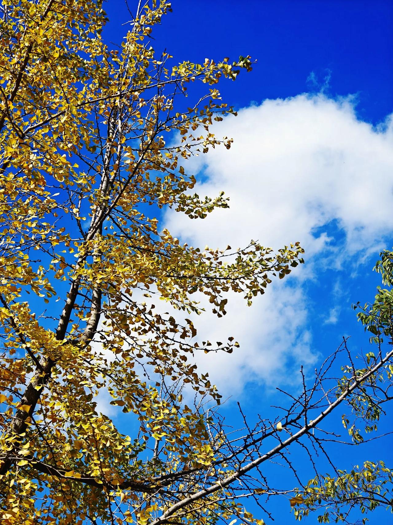 11月10日，曲靖师院，赏银杏。
       云南独有的蓝天，麒麟城上空的云，