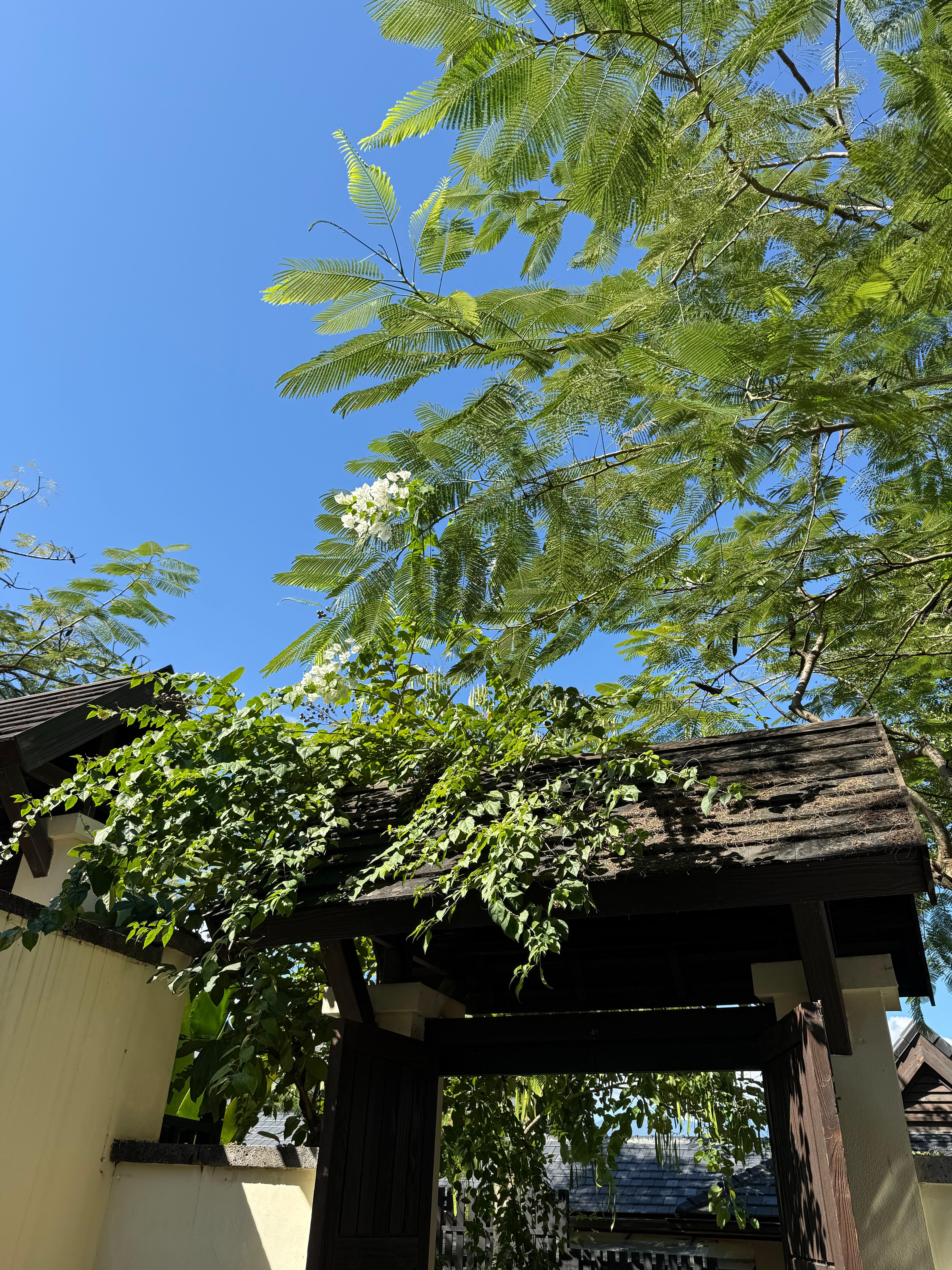 怎么不算麦门信徒 