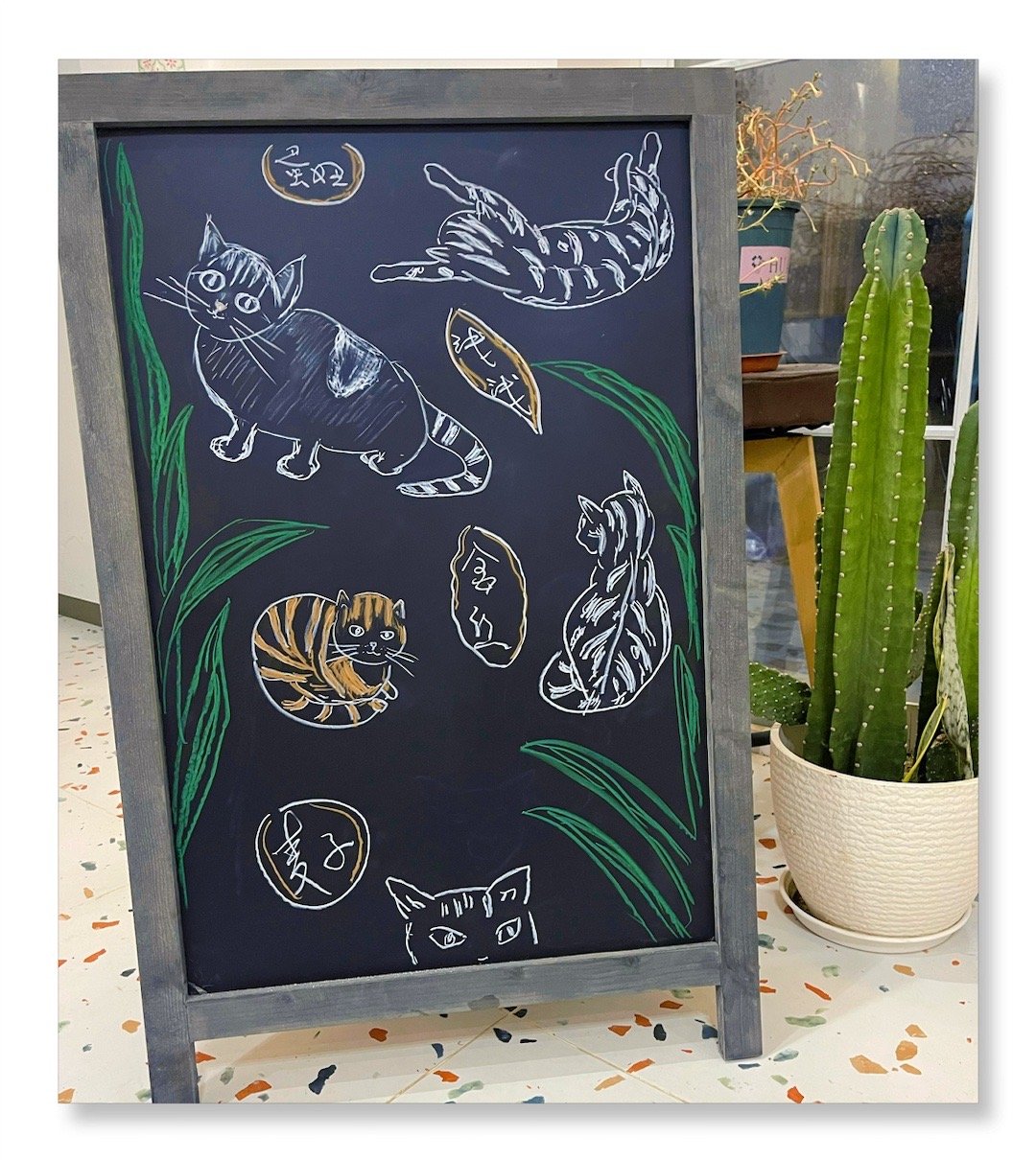 我的花园我的猫喵星人 三彩妹子和她的伙伴们。三彩的淡彩配色很高级。她的眼神里还有