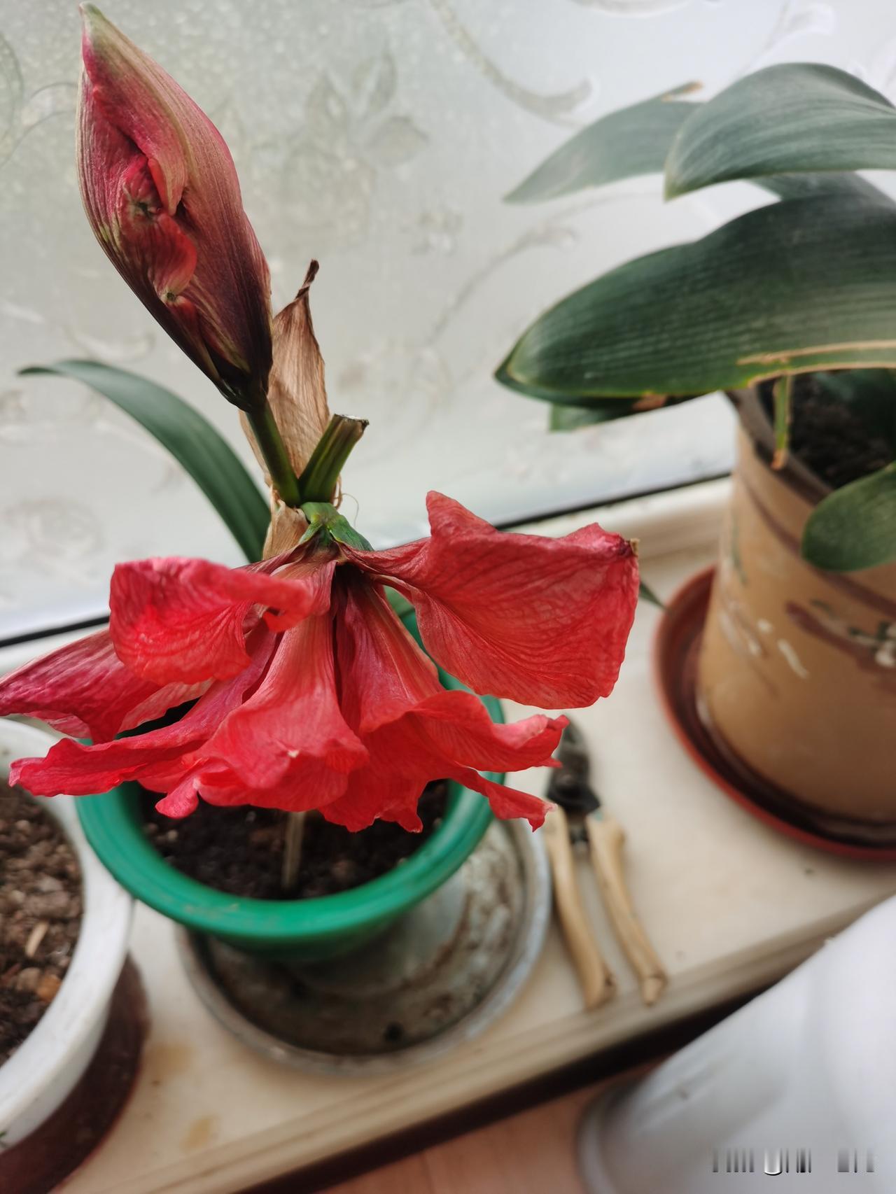 你家的朱顶红为什么不开花?
