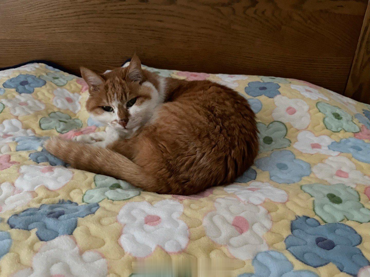 #萌宠那些事[超话]# 天冷有天冷的好处，天冷了杨斑斑顾不上挑食，碗舔得铮亮，着