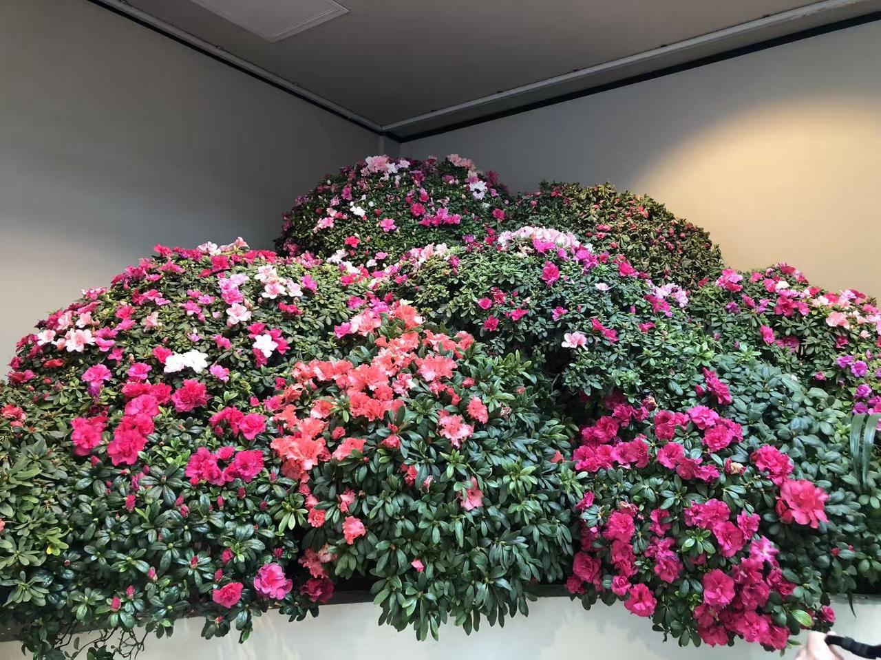 晒图笔记大赛北京中山公园花卉展