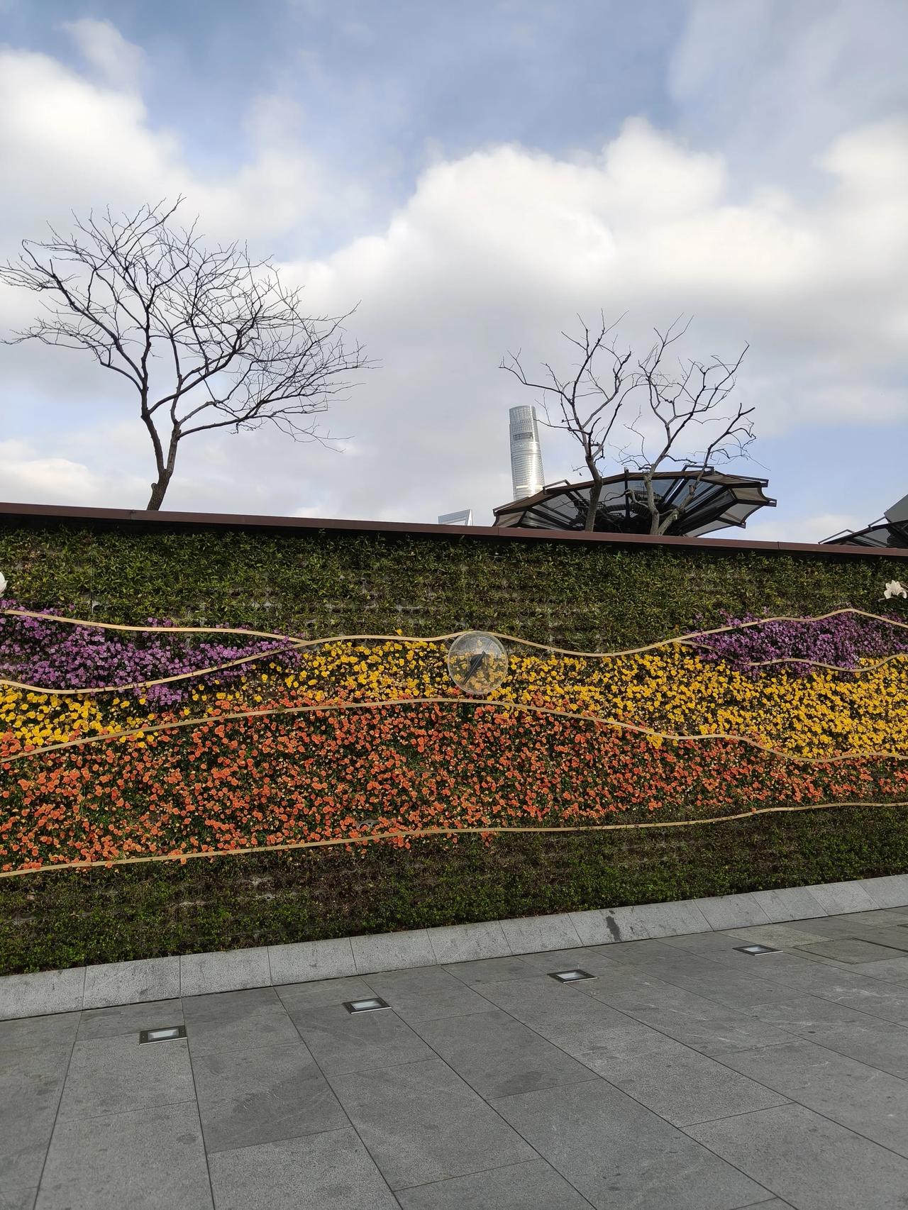 春日午后随手拍实景图分享！

打卡外滩郁金香~🌷🌷🌷🌷