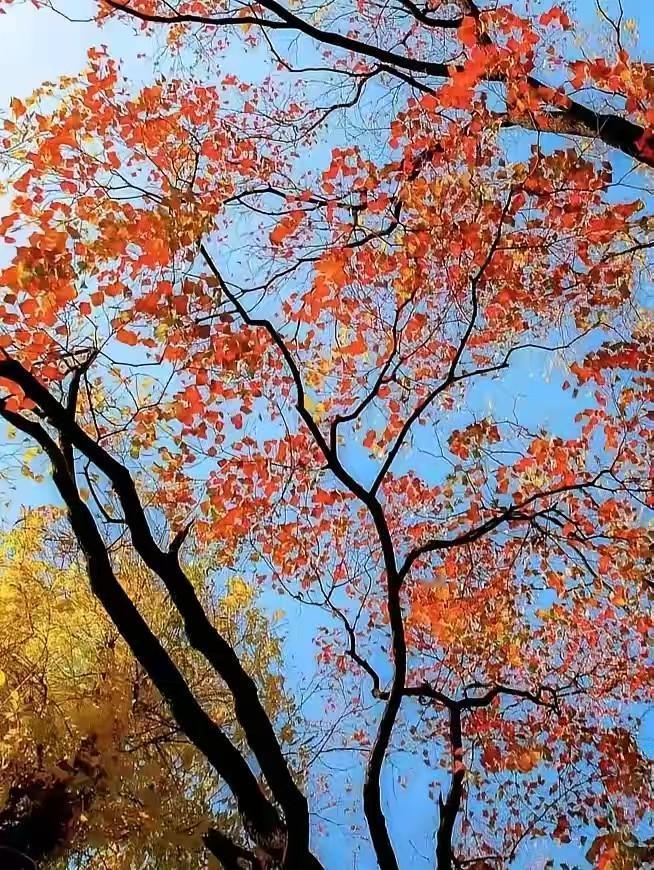 可以分享一张秋景树叶的照片吗秋天的树叶，可以说是五彩斑斓，还有种烟火气