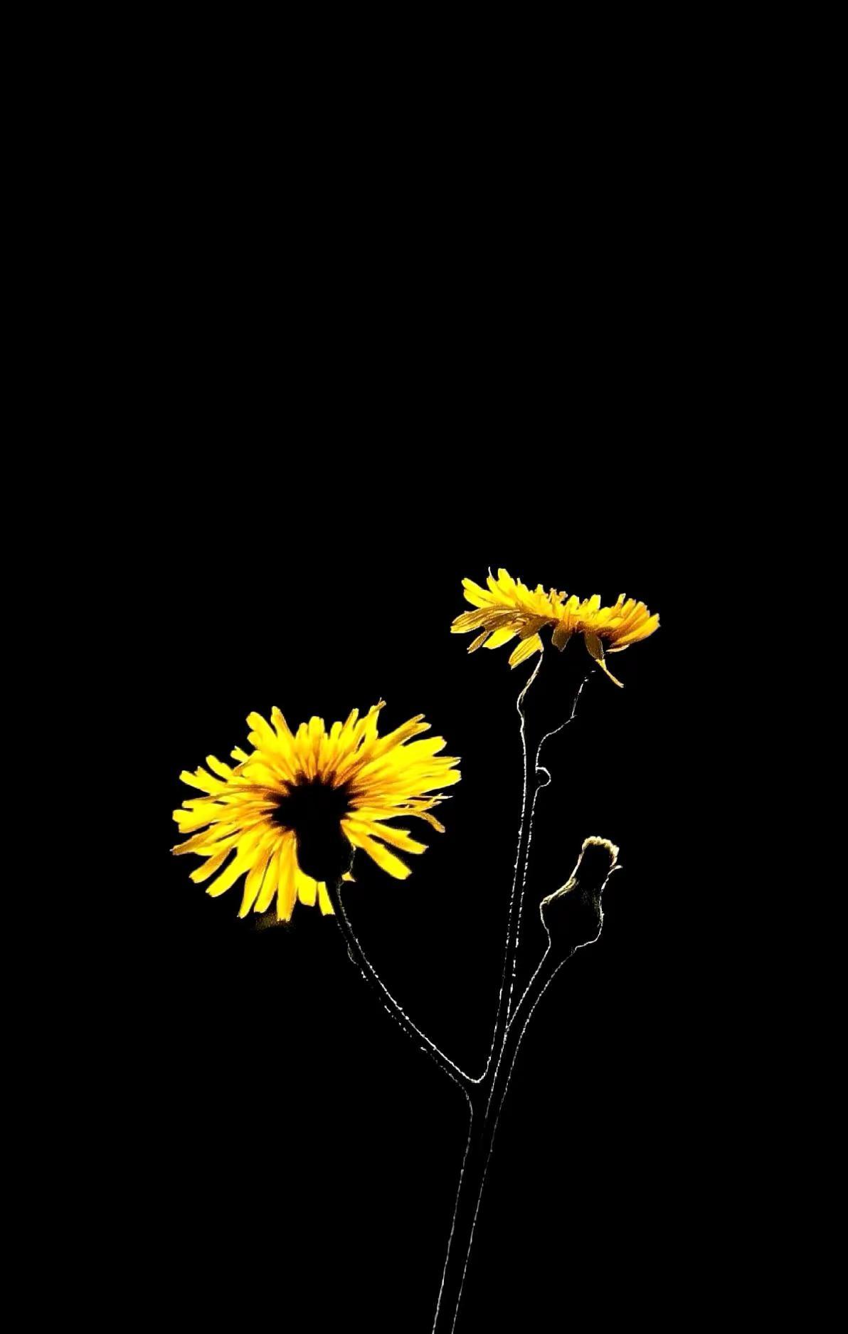 光影小花。
