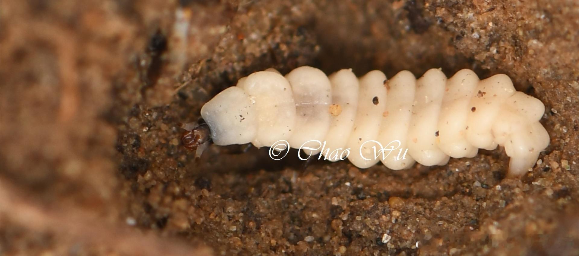 黄脉翅萤 Curtos costipennis，北京城区环境中唯一稳定可见的发光