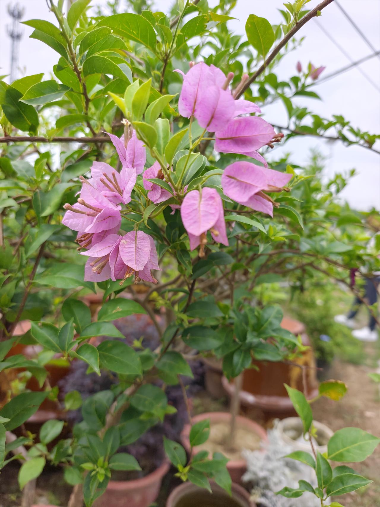 今日赏花，随手拍。