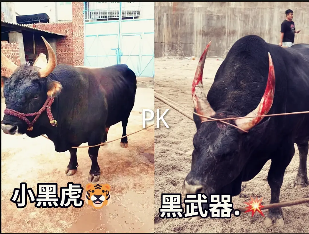 希望马总能安排这一架