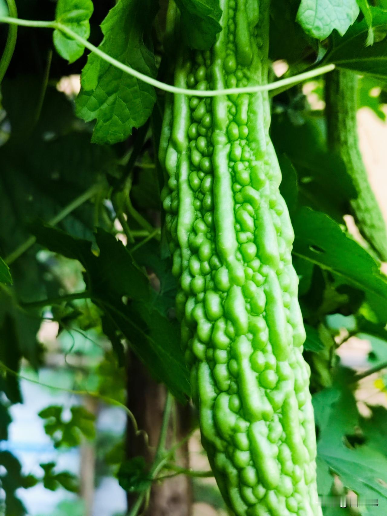 小菜园每年种几棵苦瓜，苦瓜清热解毒，苦中带有一种芳香，加鸡蛋，肉丝炒更美味，大人